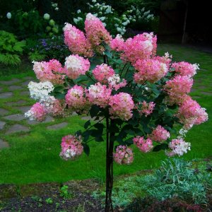 Hortenzia metlinatá (Hydrangea paniculata) ´VANILLE FRAISE´ - výška: 130-150 cm, kont. C12L - NA KMIENKU (-34°C)